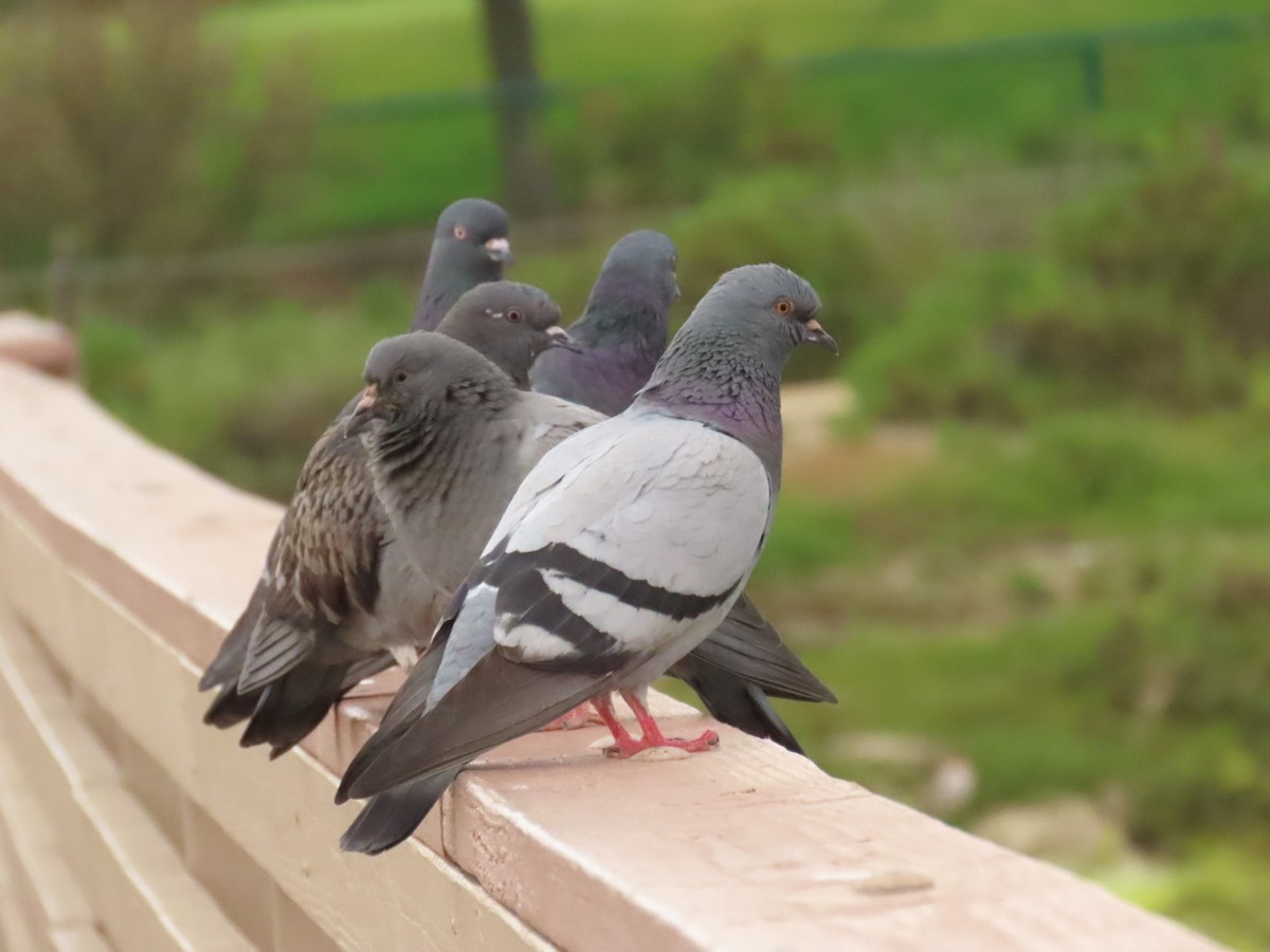 Rock Pigeon (Feral Pigeon) - ML562664671