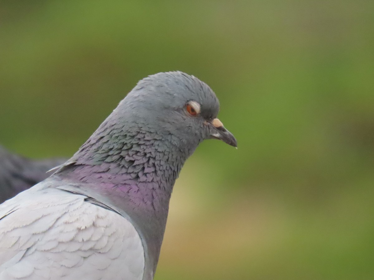 Pigeon biset (forme domestique) - ML562664681