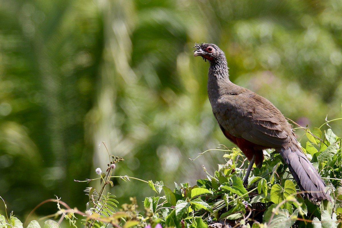 Rufous-bellied Chachalaca - Anonymous