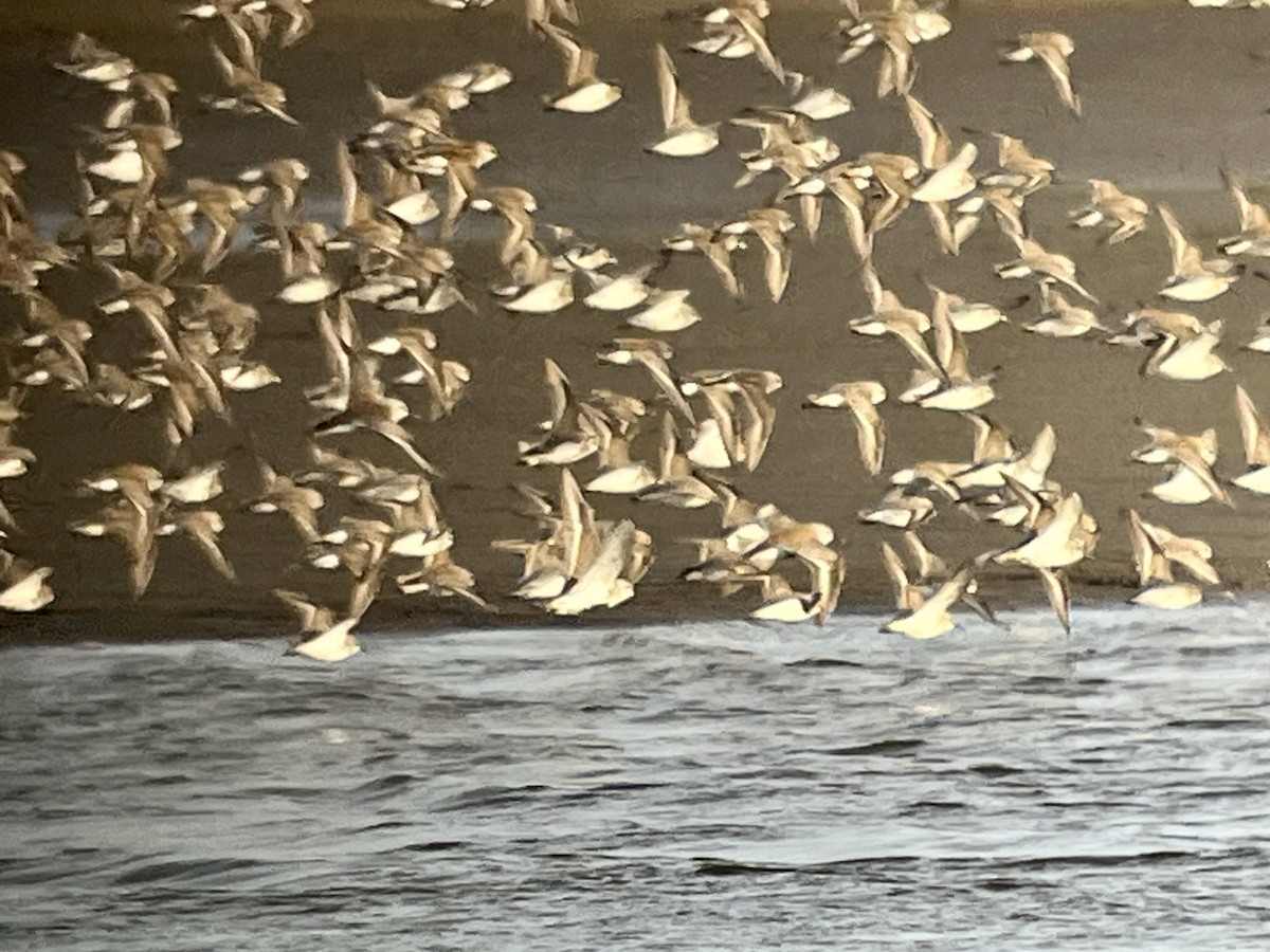 Western Sandpiper - ML562666351