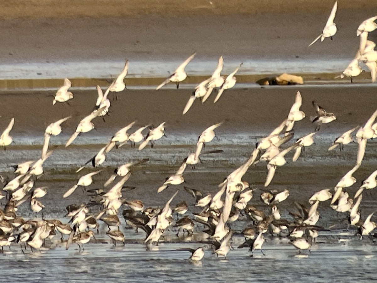 Western Sandpiper - ML562666371