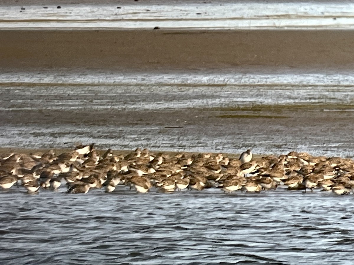 Western Sandpiper - ML562666411