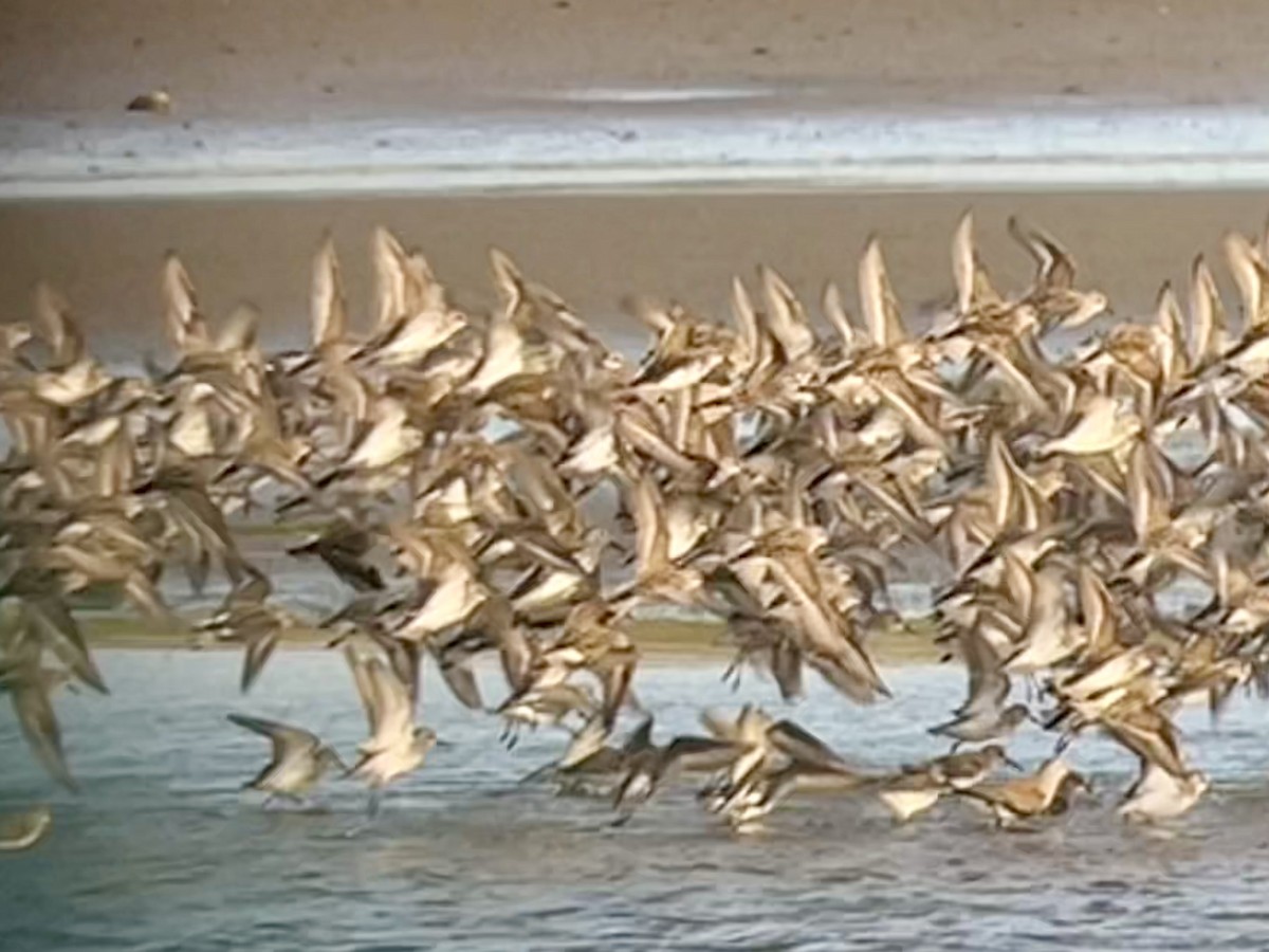 Western Sandpiper - ML562666421