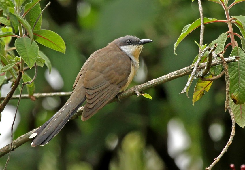 Dark-billed Cuckoo - Roger Ahlman