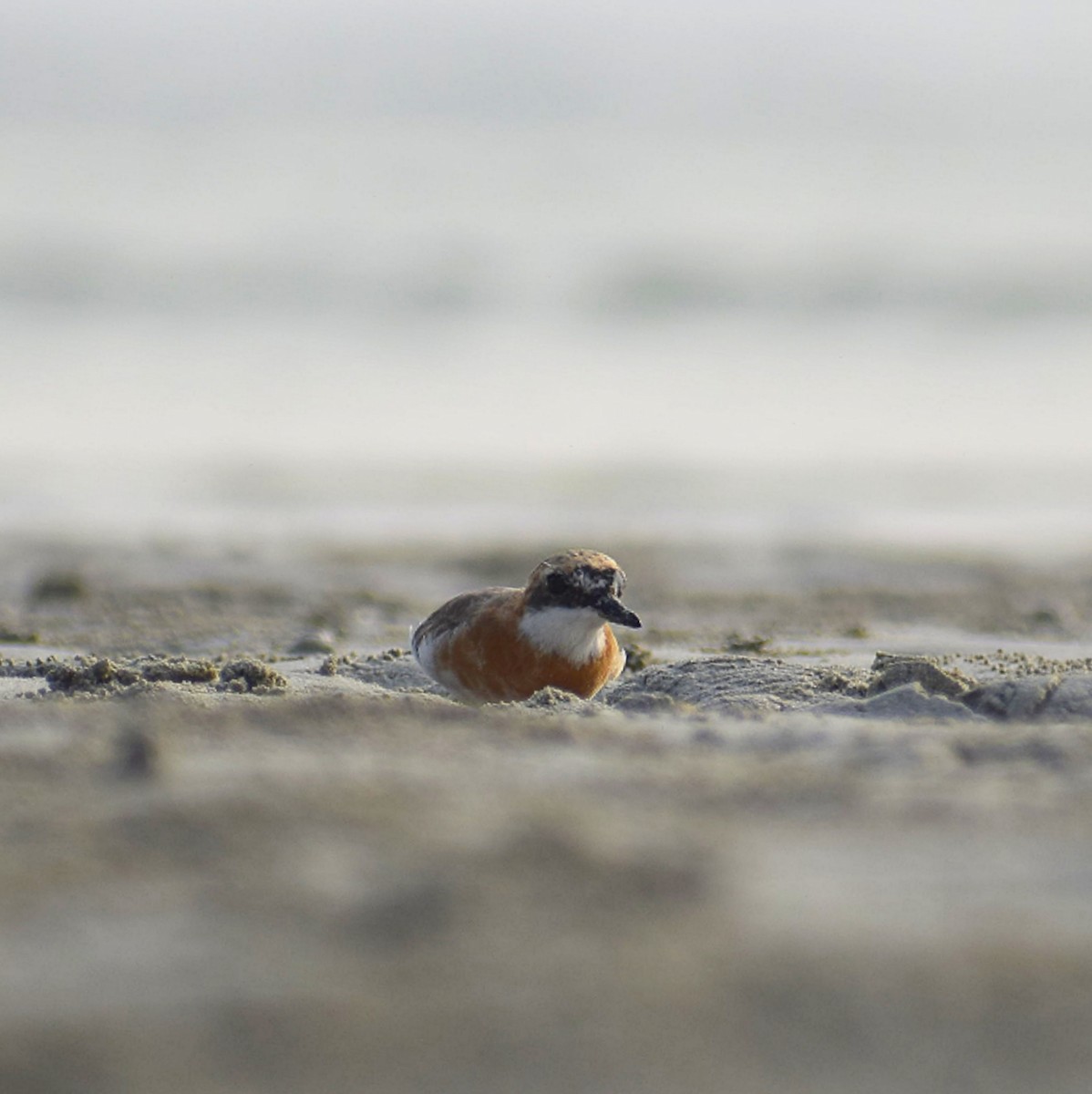 Tibetan Sand-Plover - ML562666521