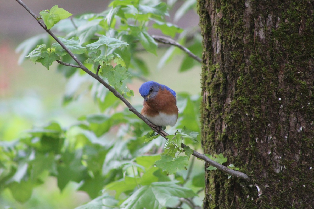 Eastern Bluebird - ML562666591