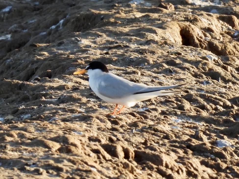 Little Tern - ML562666601