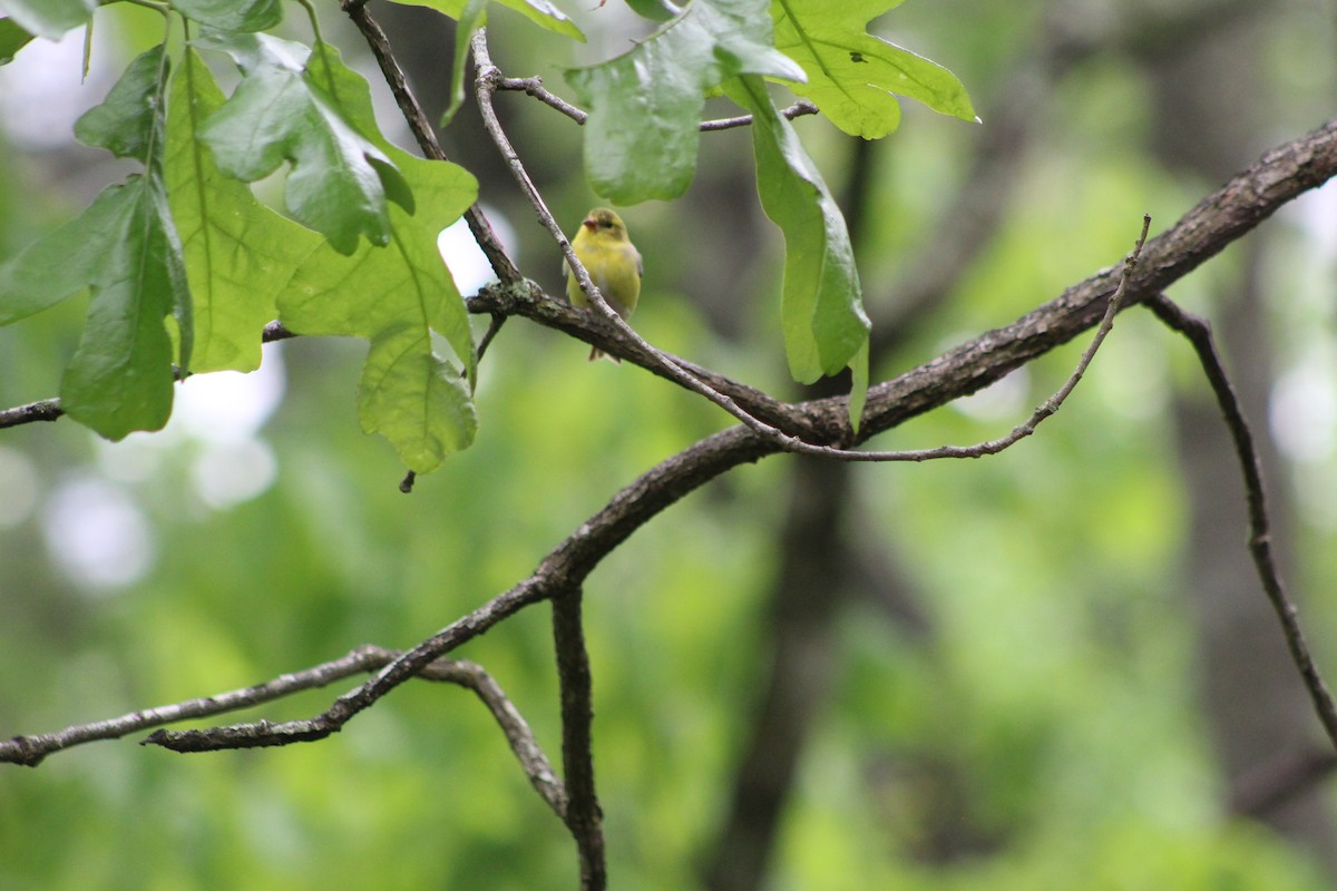 American Goldfinch - ML562666931