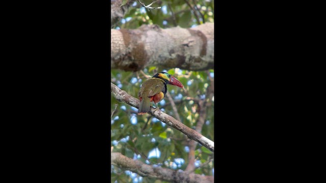 Toucanet de Natterer - ML562667121