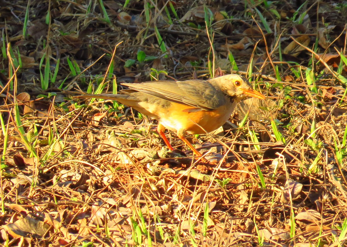 Kurrichane Thrush - ML562667591