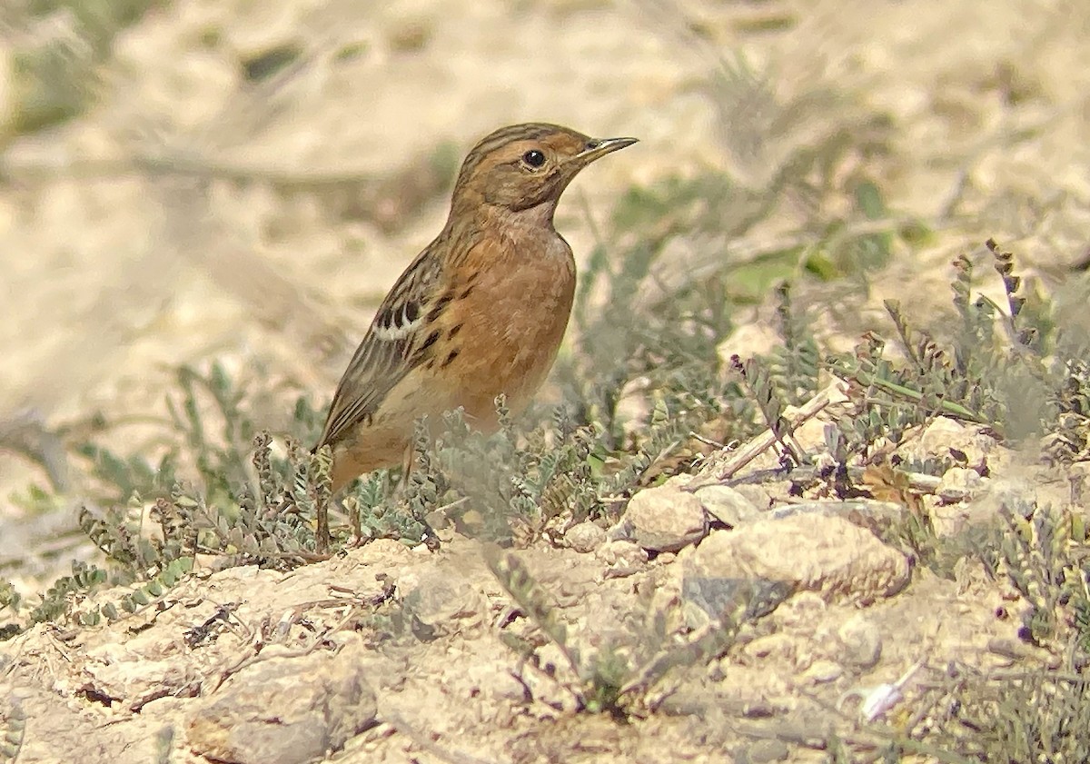 Red-throated Pipit - Juan Pérez