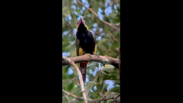 Tawny-tufted Toucanet - ML562669291