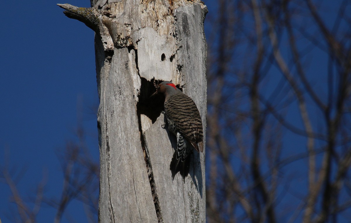 Northern Flicker - Paul Thomas