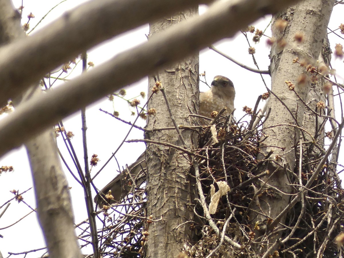 Cooper's Hawk - ML562669631