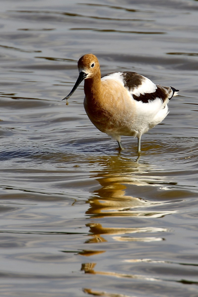 American Avocet - ML562669781