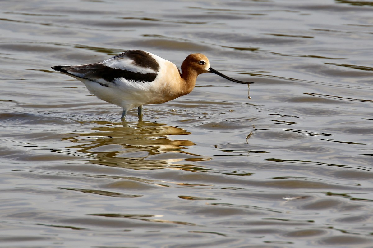 American Avocet - ML562669791