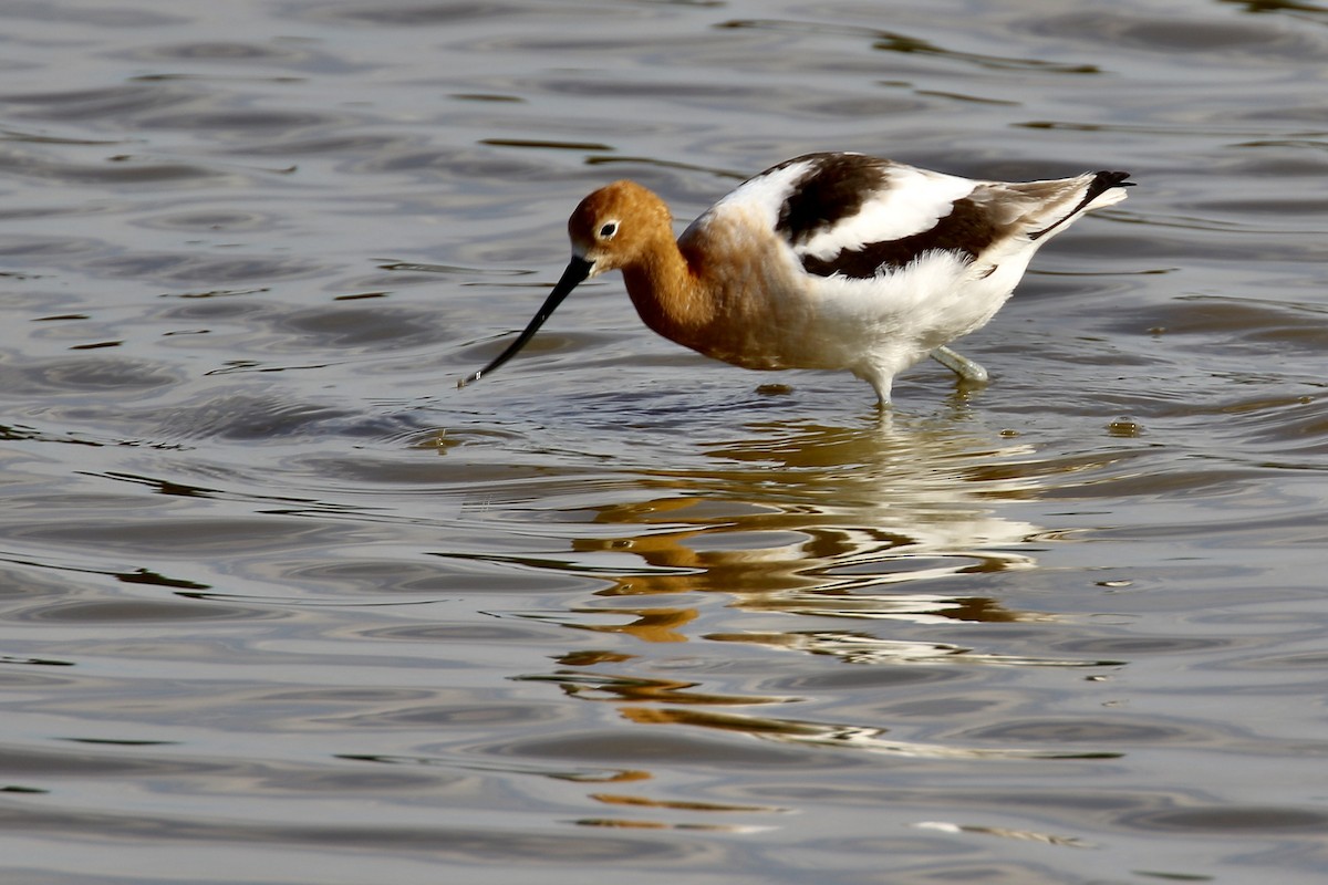 American Avocet - ML562669801