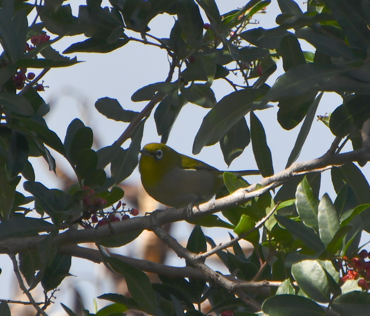 Warbling White-eye - ML562669831