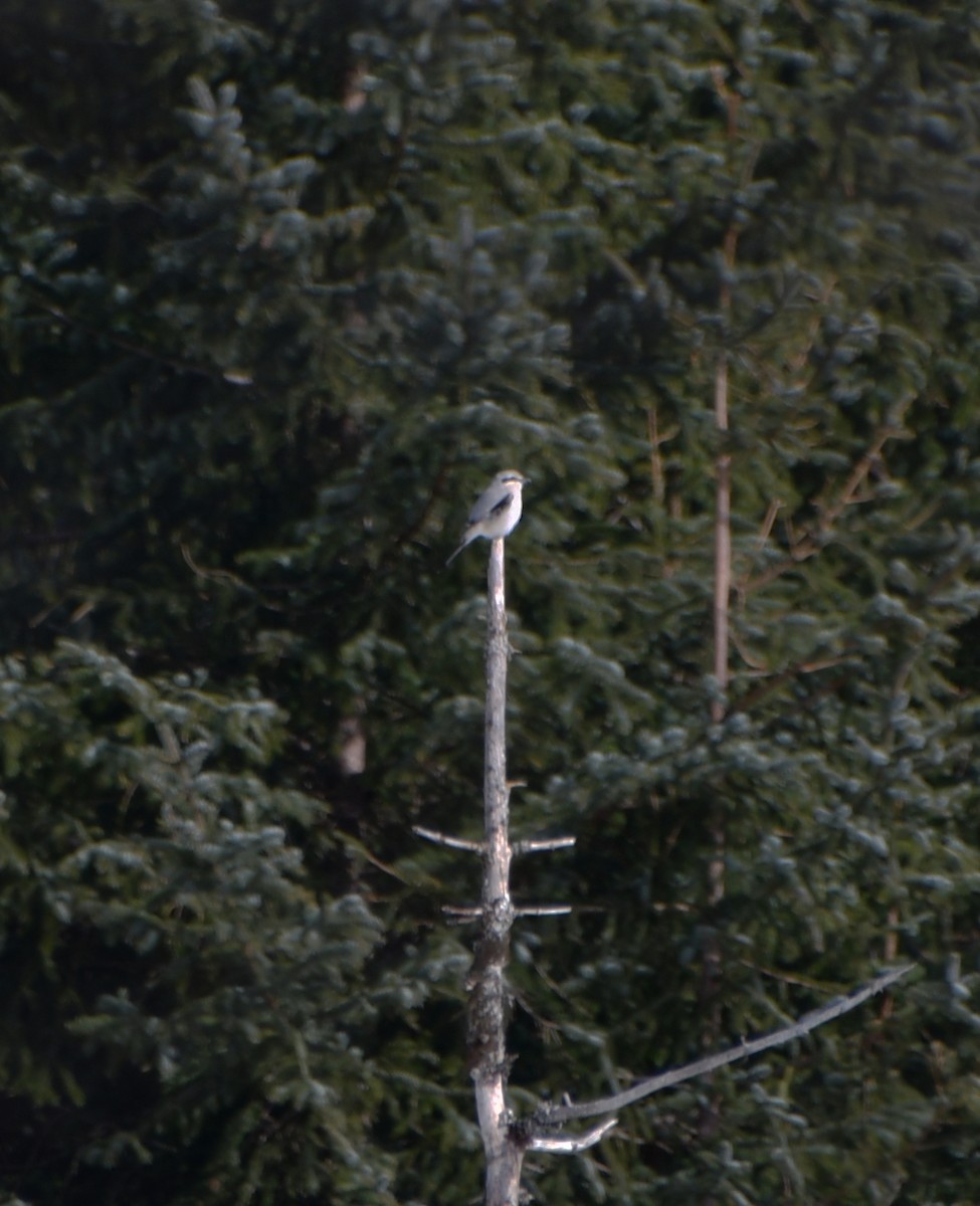Northern Shrike - ML562670101