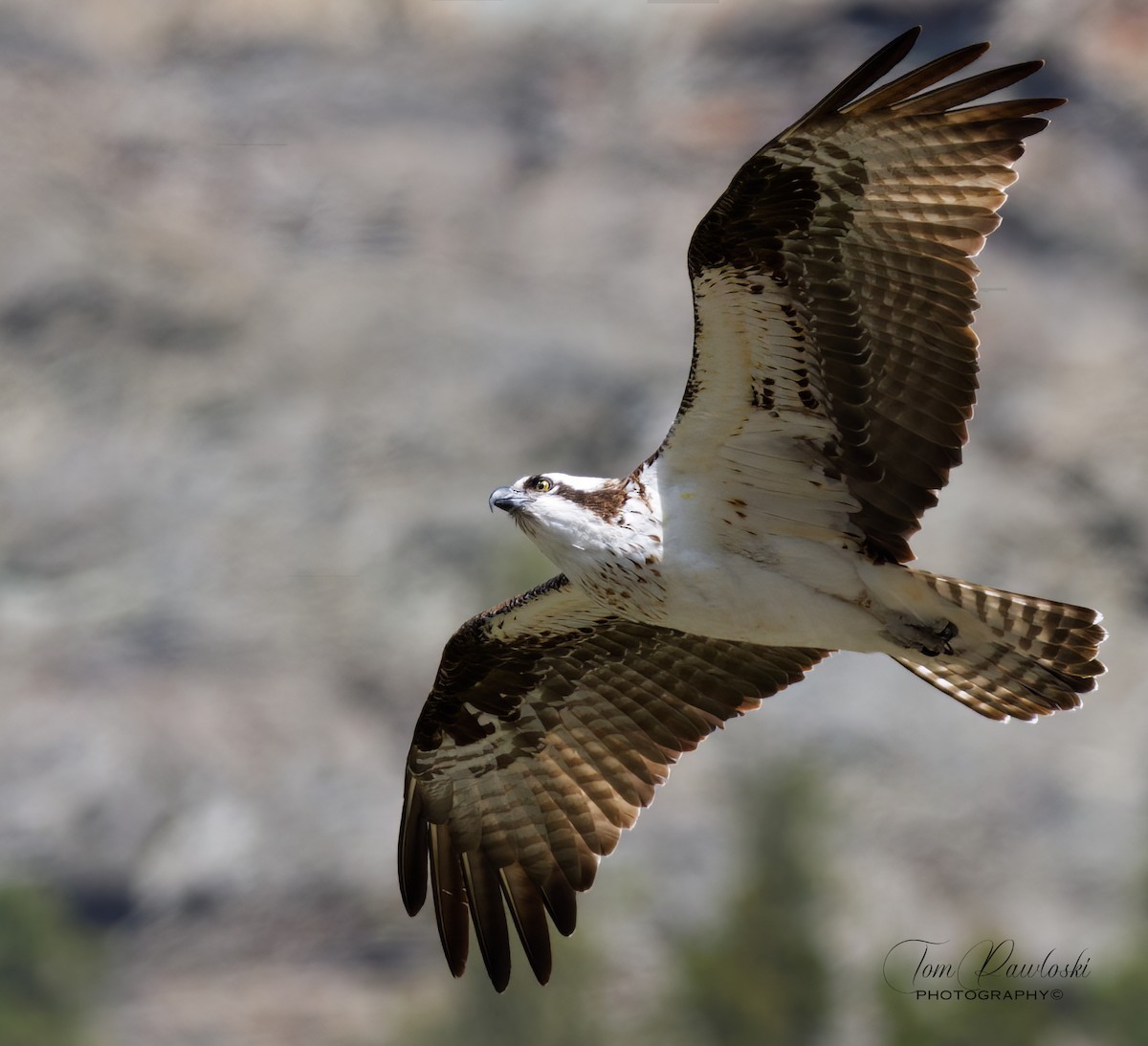 Águila Pescadora - ML562670151