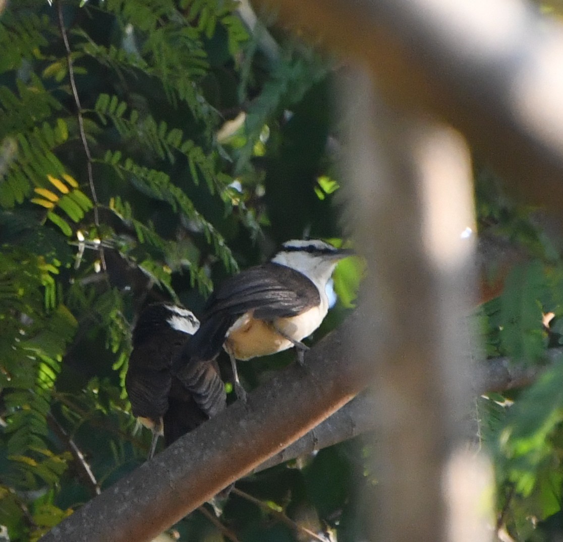 Bicolored Wren - ML562672231