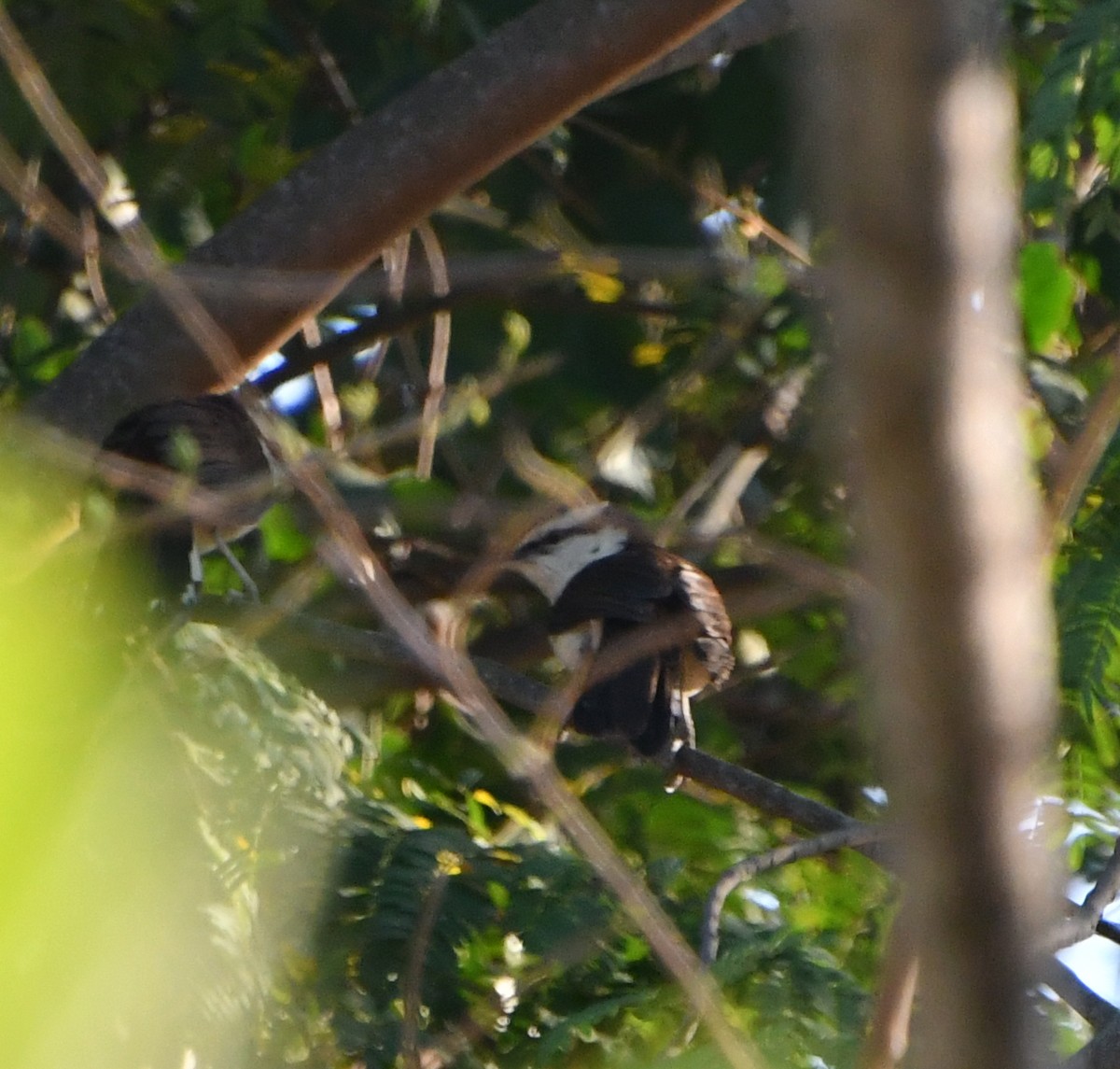 Bicolored Wren - ML562672251