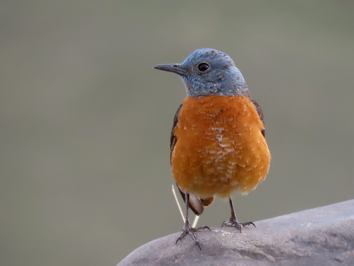 Rufous-tailed Rock-Thrush - ML562672301