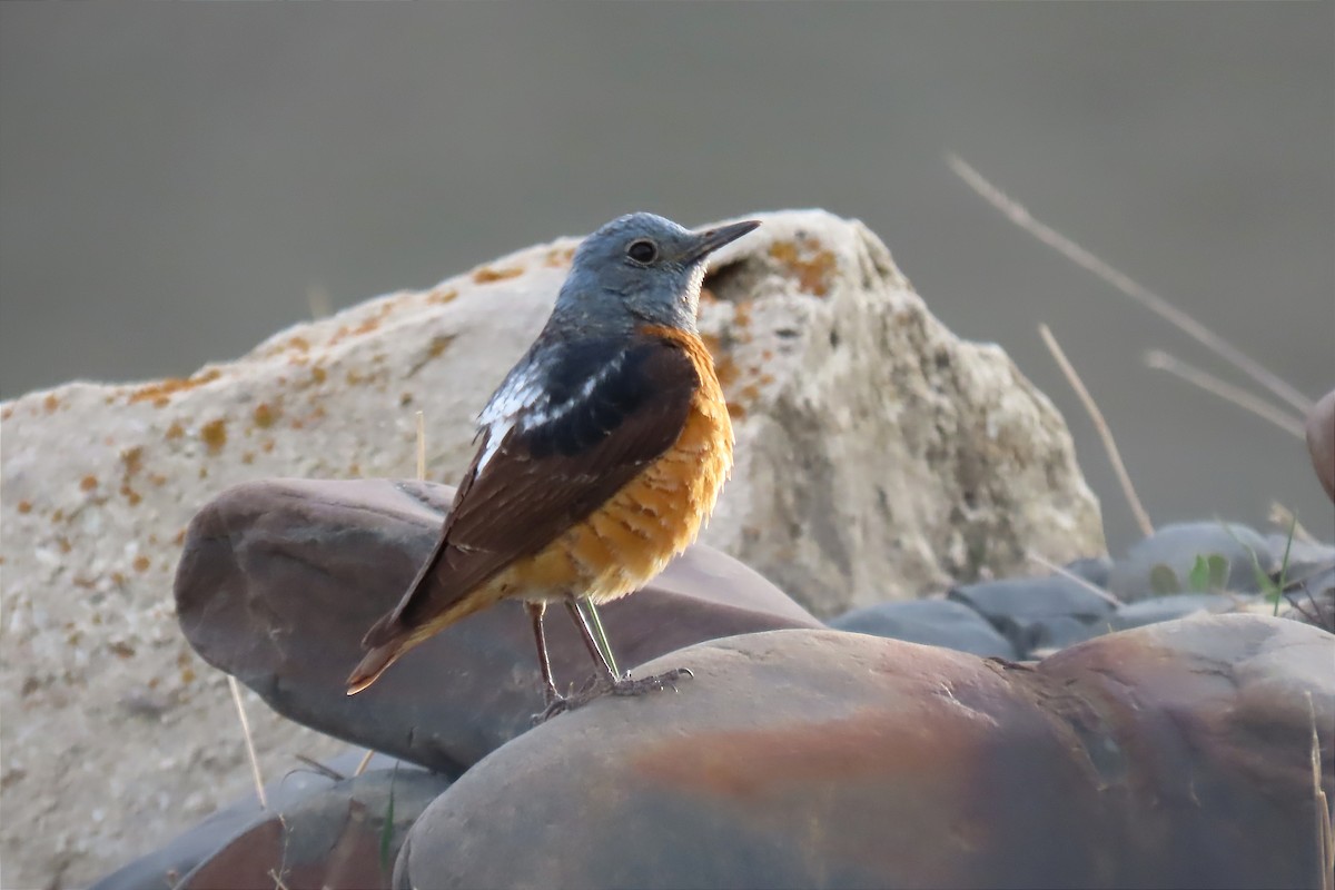 Rufous-tailed Rock-Thrush - ML562672311