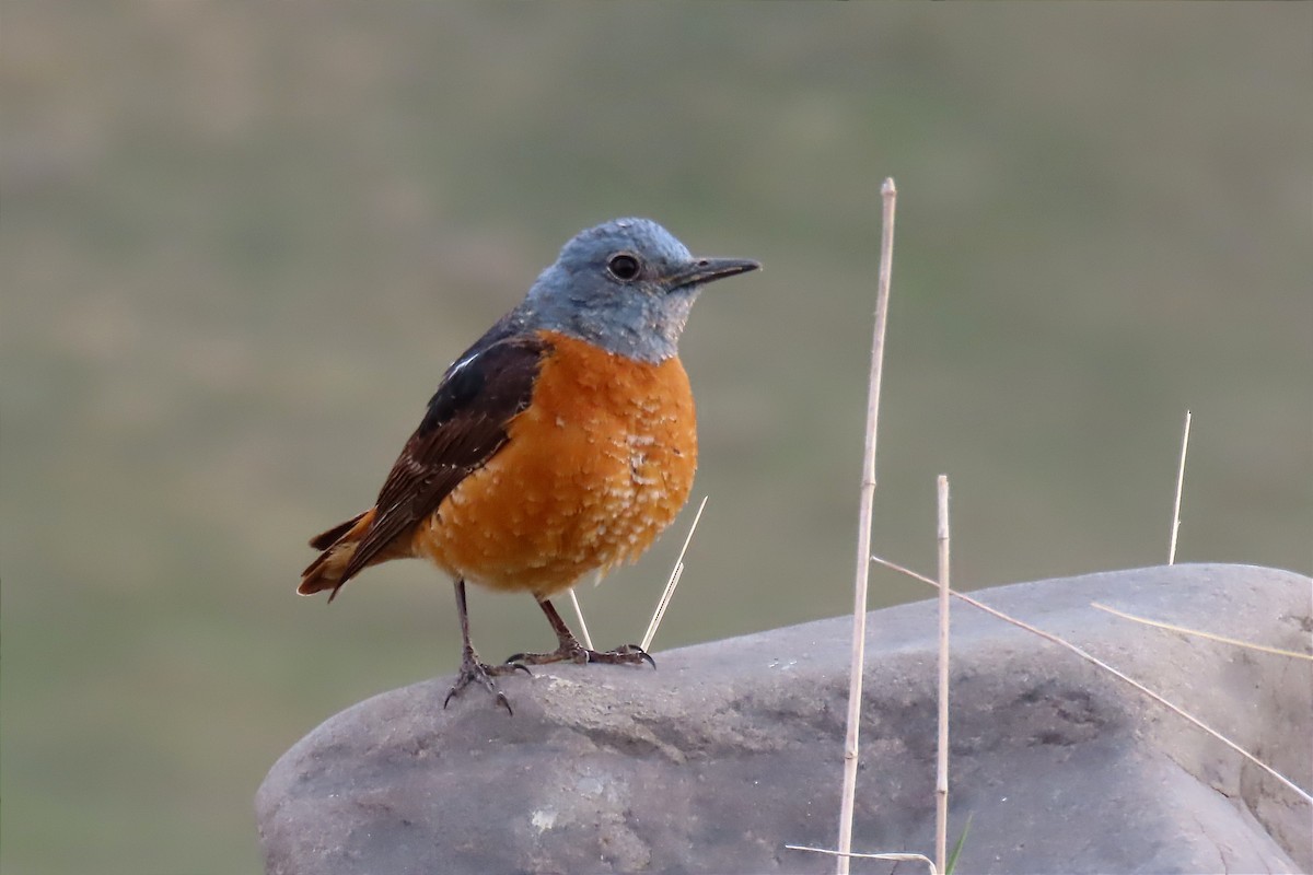 Rufous-tailed Rock-Thrush - ML562672321