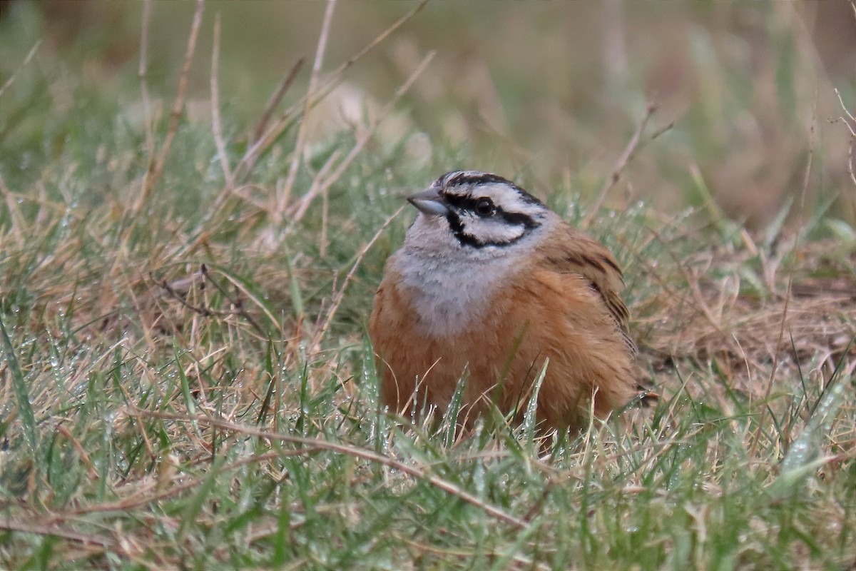 Rock Bunting - ML562672361