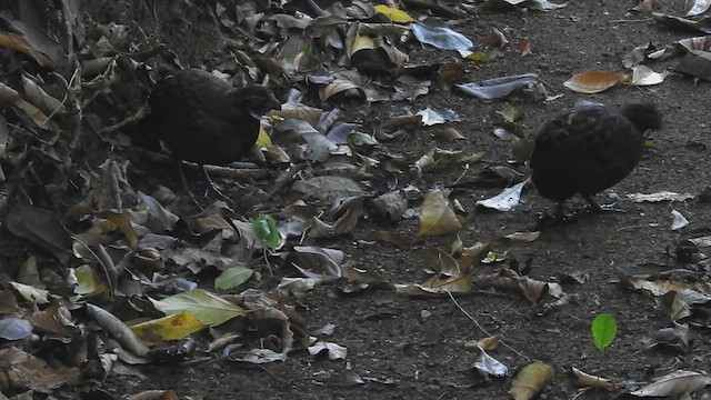 Black-breasted Wood-Quail - ML562672491