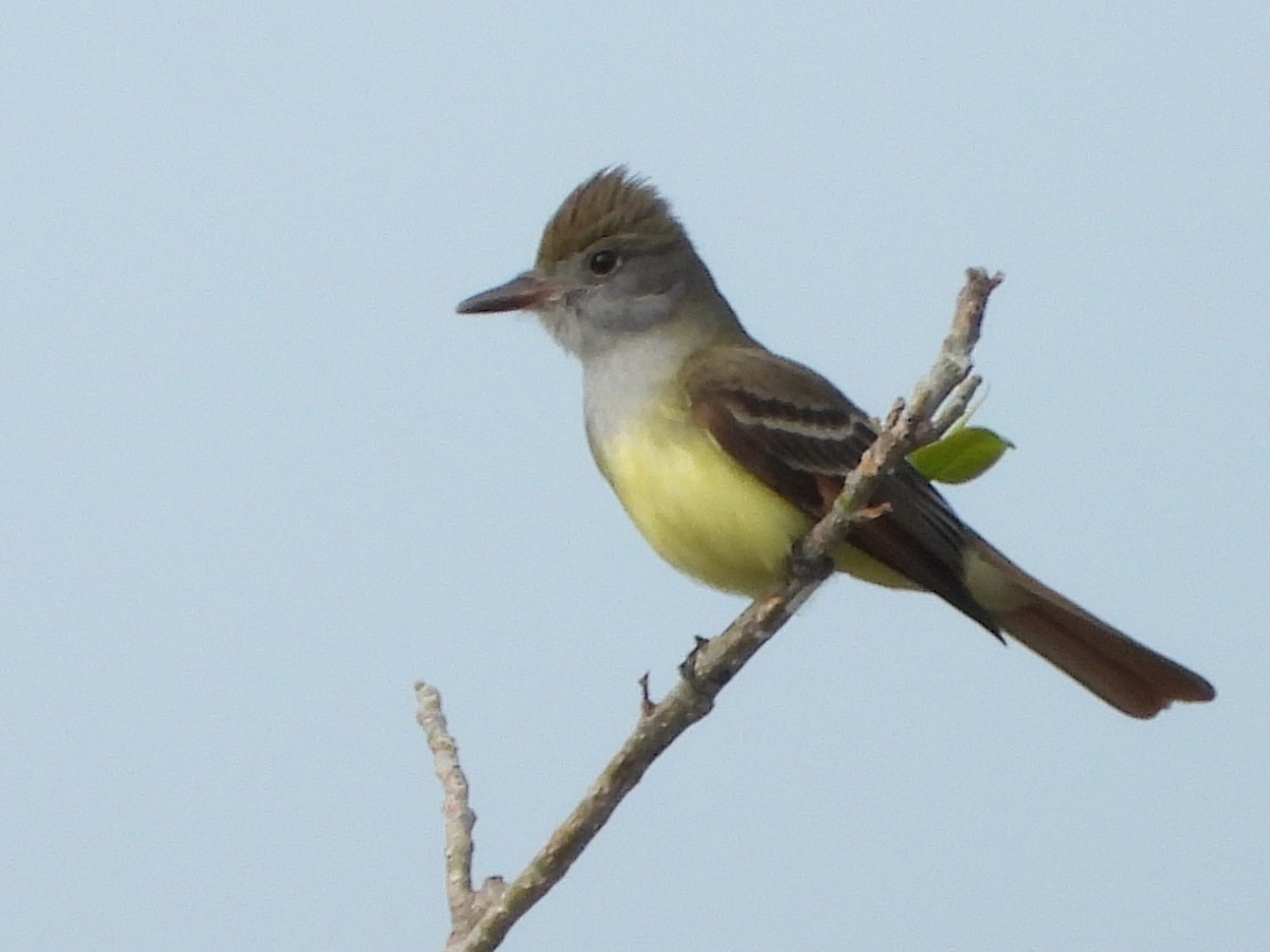 Great Crested Flycatcher - ML562672621