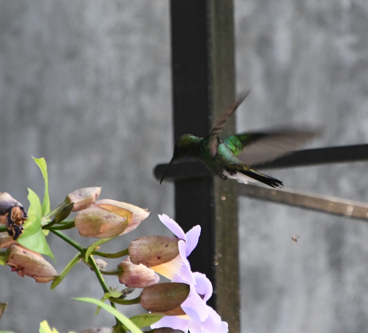 White-vented Plumeleteer - ML562672751