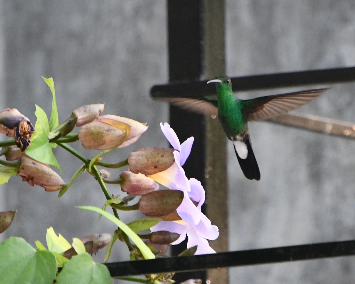 White-vented Plumeleteer - ML562672761