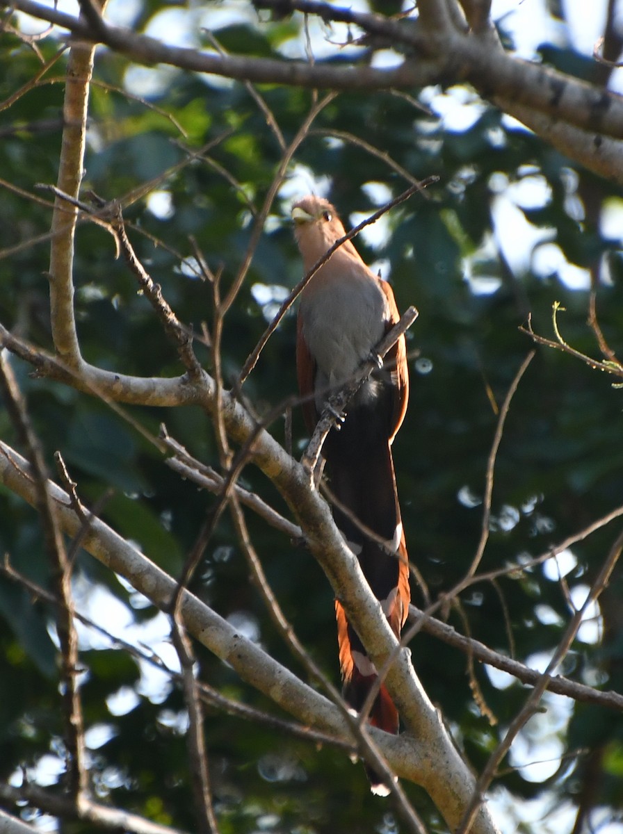 Common Squirrel-Cuckoo - ML562672791