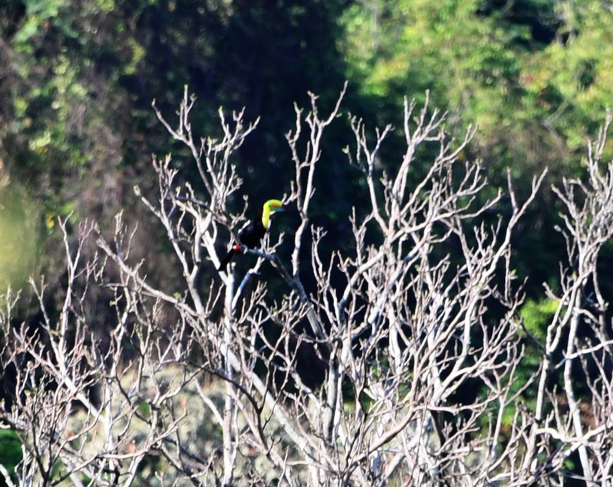 Keel-billed Toucan - ML562672881