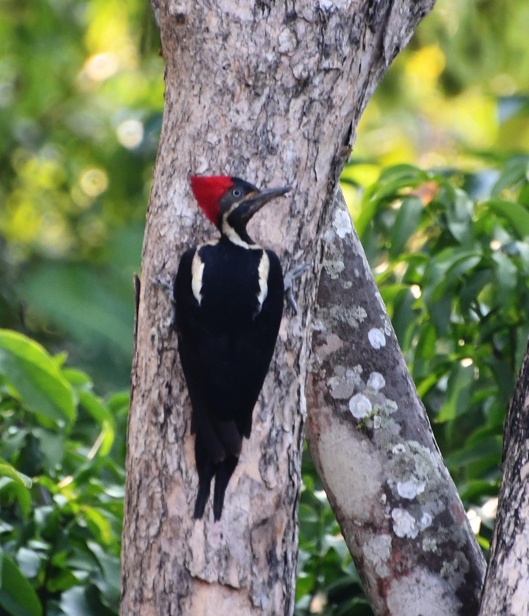 Lineated Woodpecker - ML562672981