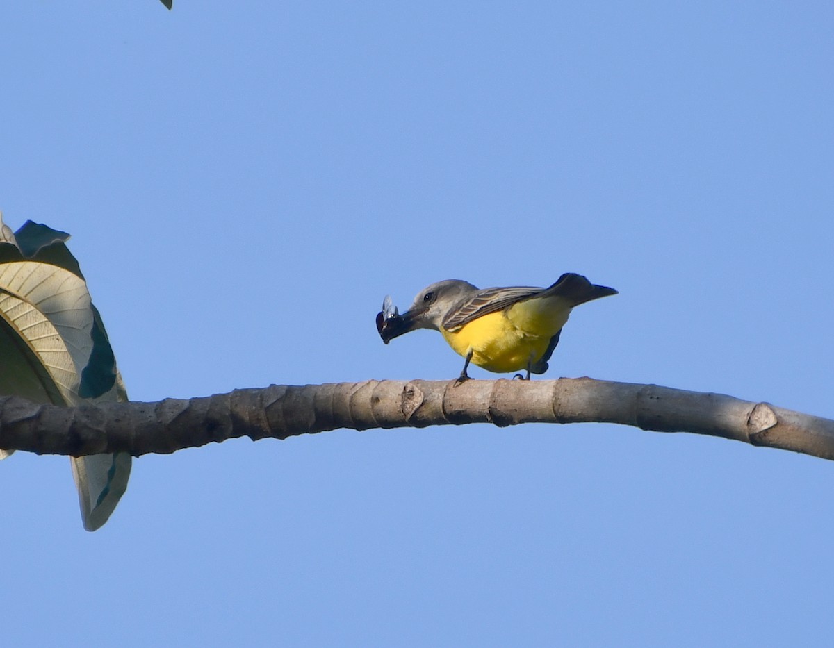 Tropical Kingbird - ML562673201