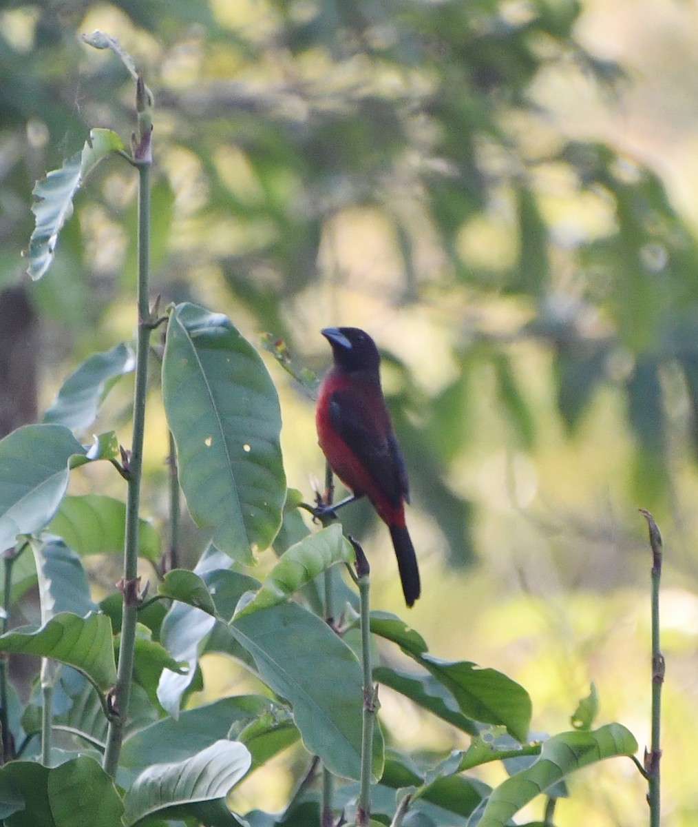 Crimson-backed Tanager - ML562673391
