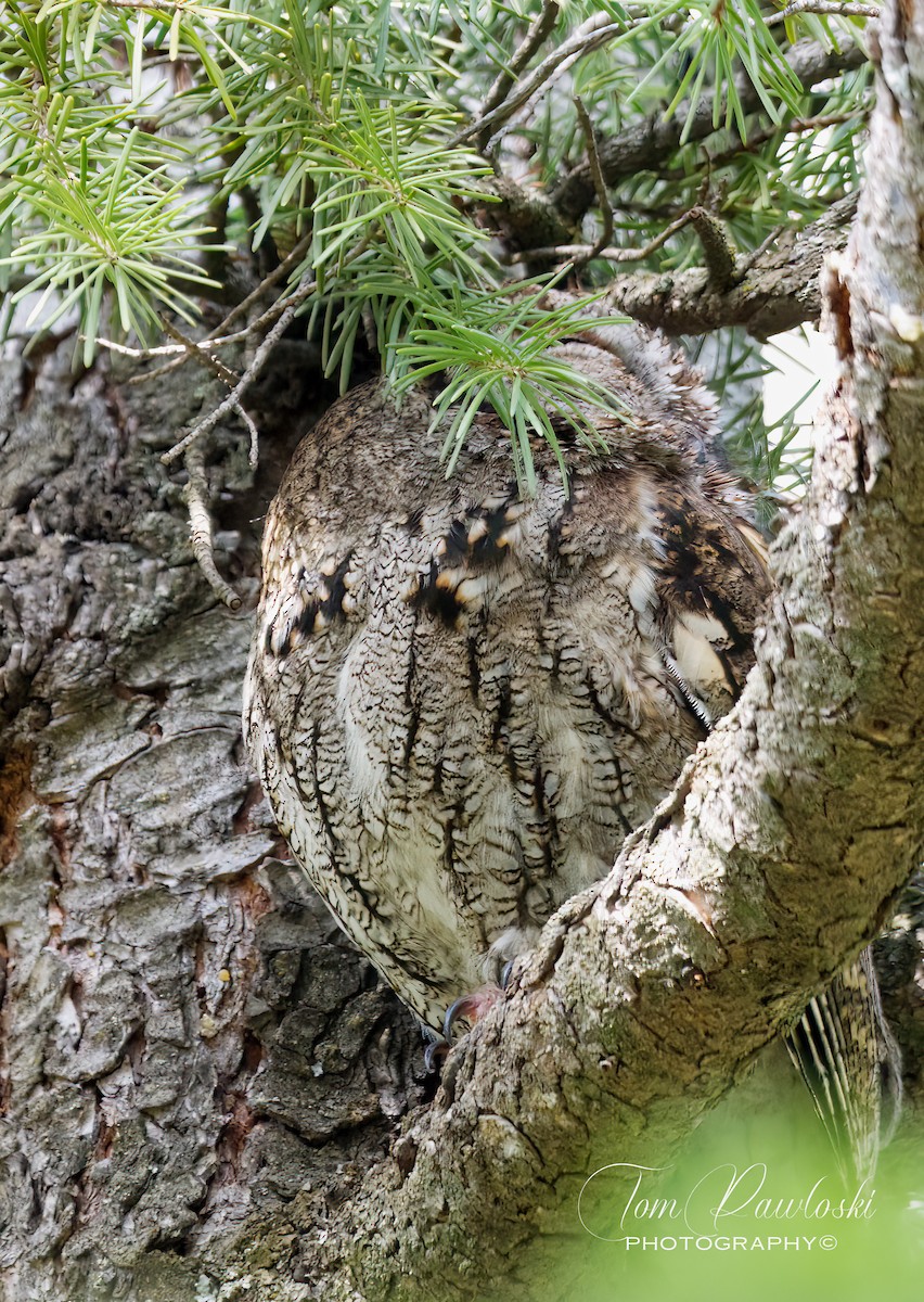 Western Screech-Owl - ML562673501