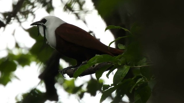 Three-wattled Bellbird - ML562673571