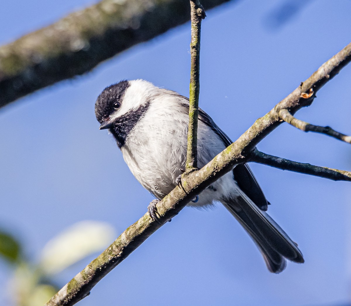 Black-capped Chickadee - ML562673771