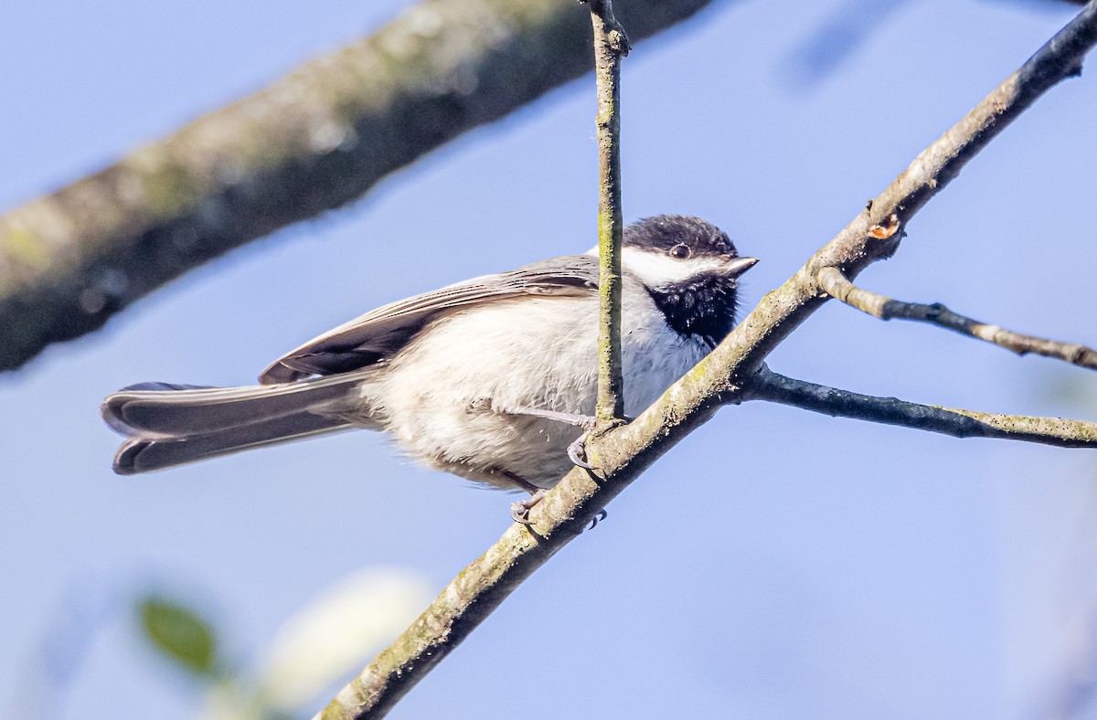 Black-capped Chickadee - ML562673781