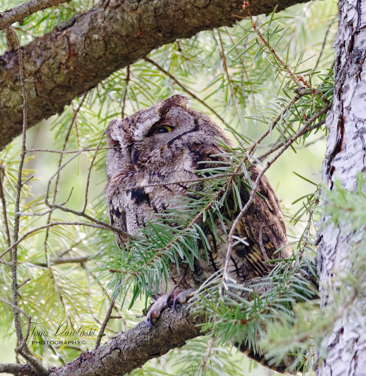 Western Screech-Owl - ML562674151