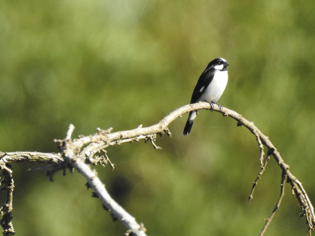 Lined Seedeater - Edelweiss  Enggist