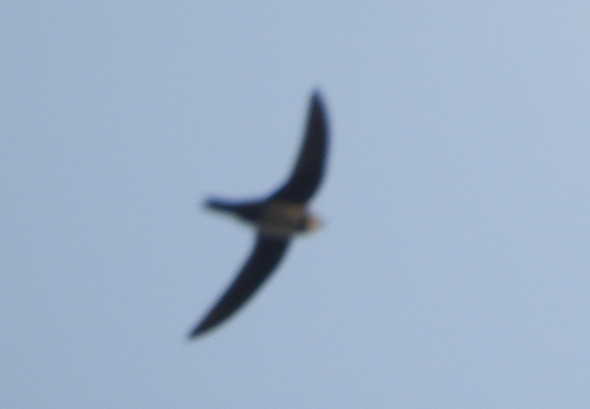 Alpine Swift - ML562674841