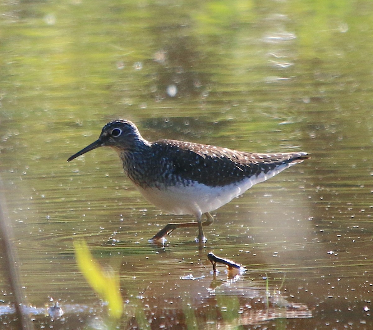 Solitary Sandpiper - ML562675381