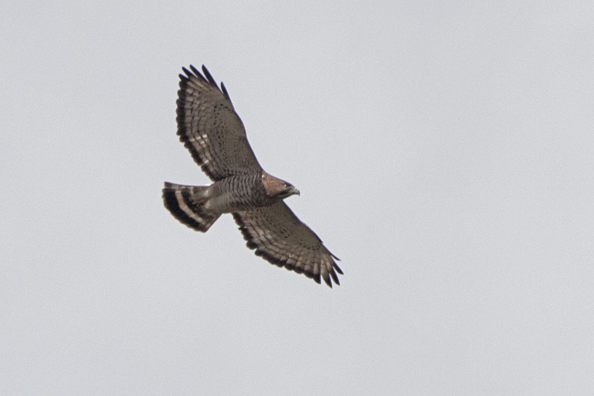 Broad-winged Hawk - ML562675691