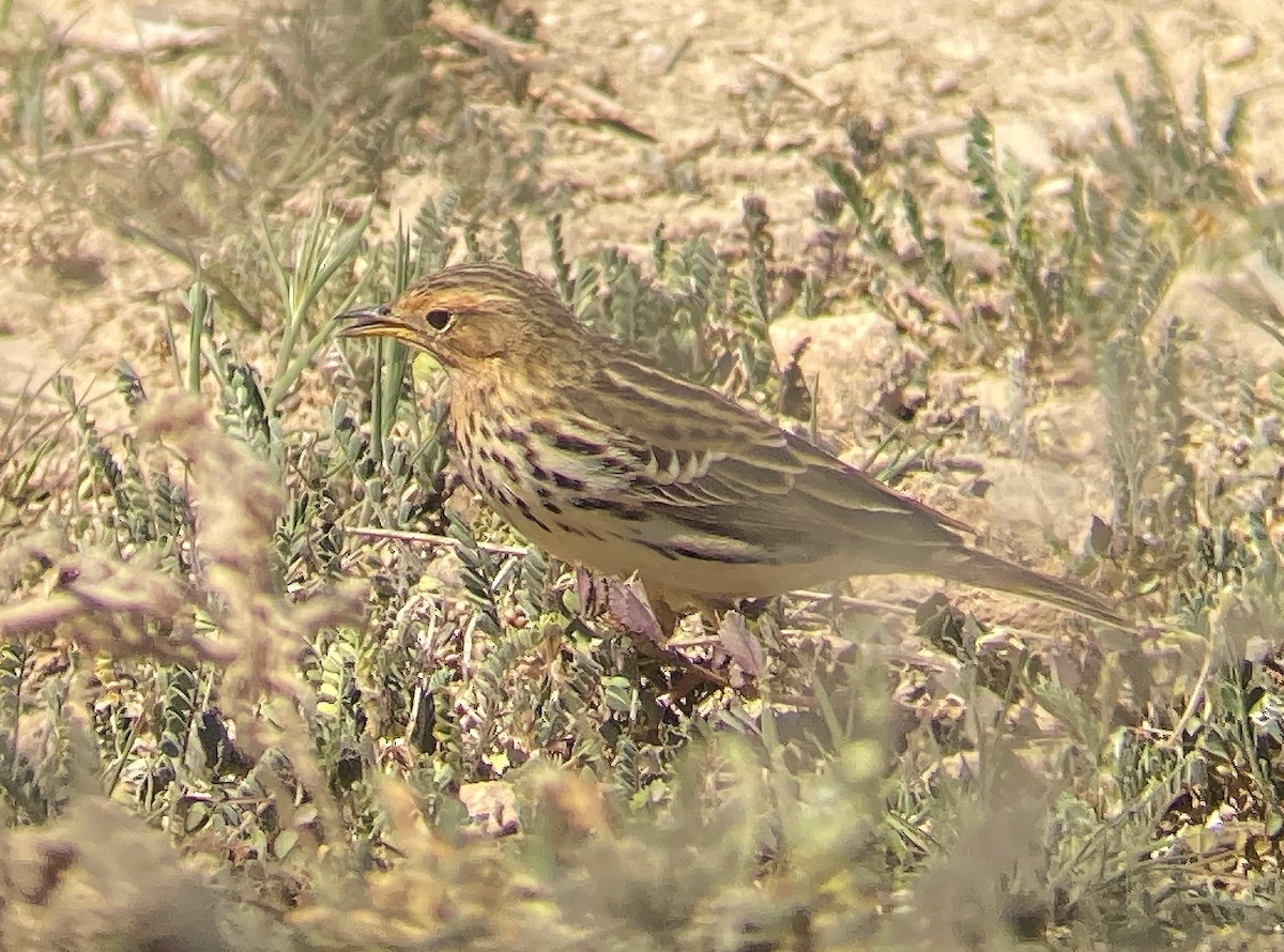 Red-throated Pipit - Juan Pérez