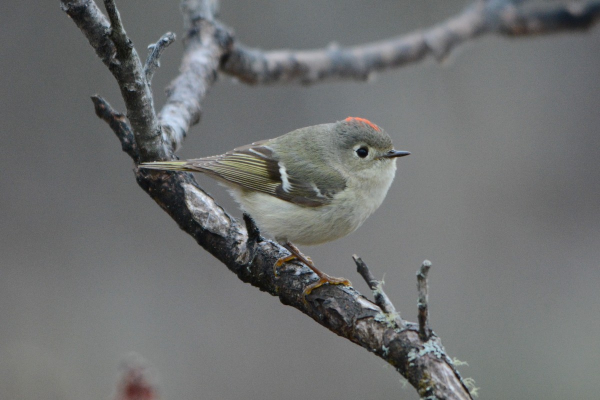 Ruby-crowned Kinglet - ML562676831